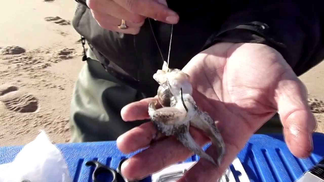 COMO MONTAR UNA CABEZA DE CHOCO, CHICOSURFCASTING