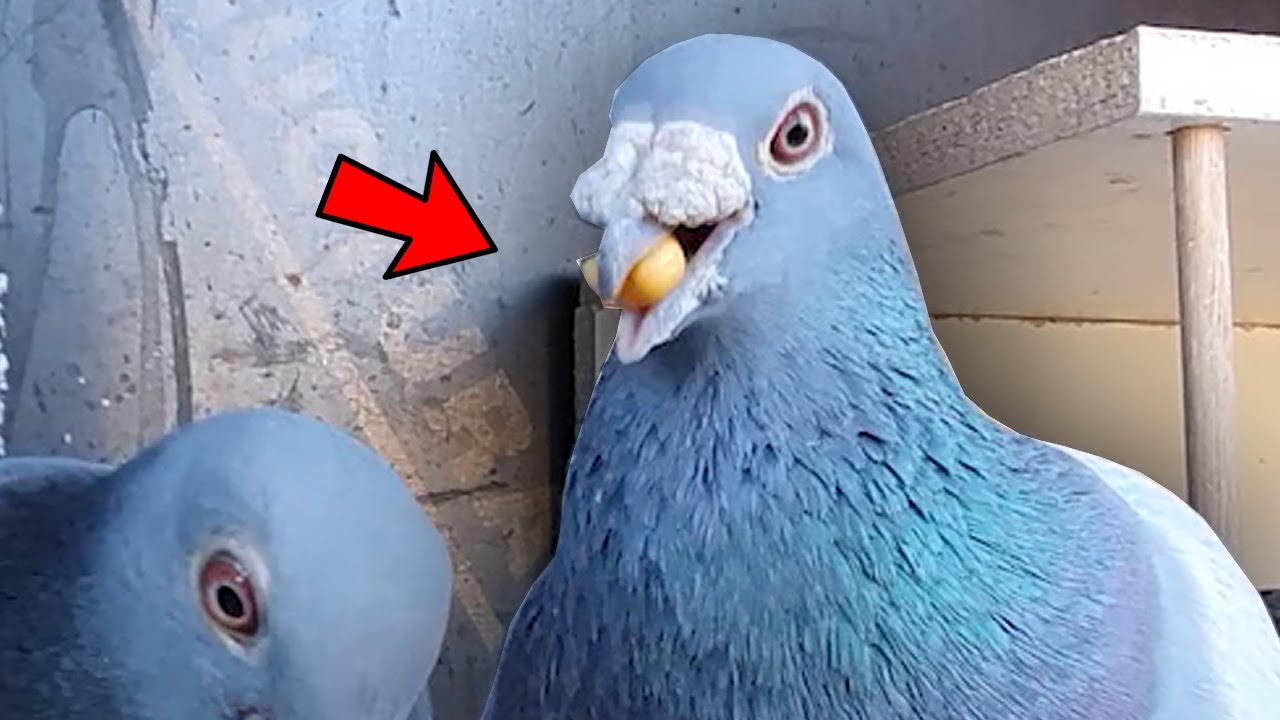 Pigeon Loves His Corn!
