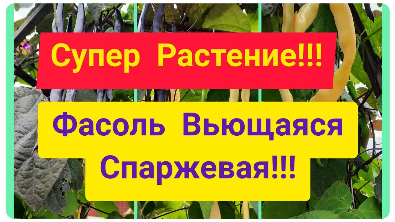 Фасоль Спаржевая Вьющаяся! Выращивание. #сорт #огород #дача #delicious