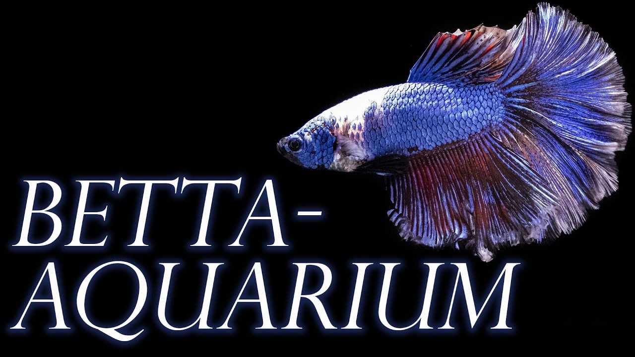 Das perfekte Betta-Aquarium - Teil 1: Technik | Aquado-Zoo Dortmund