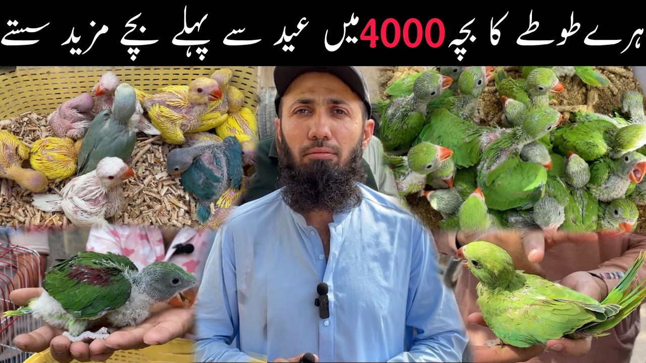 Lalukhet Exotic Birds Parrots Chicks Market Sunday Video Latest Update 15-3-2026 in Urdu/Hindi