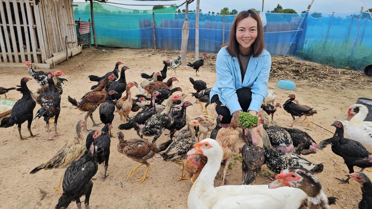 สุดยอดคนรุ่นใหม่เลี้ยงไก่แบบใช้ทุนต่ำ!! ทำมา 4ปี ใช้วิธีเลี้ยงด้วยแหนแดง