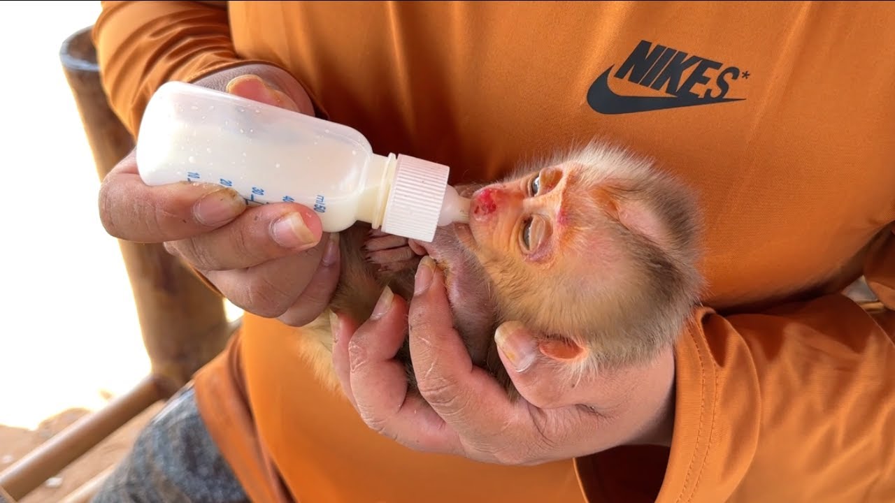 First Day !! Newbrn Baby N0t Accept Milk Well From Dad Feedinq