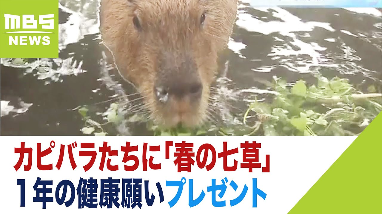 カピバラが「七草」をむしゃむしゃ…１年の健康願いプレゼント　姫路セントラルパーク（2023年1月7日）
