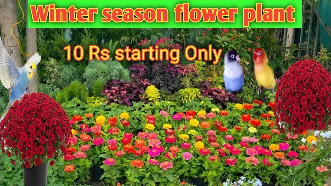 Sunday Road side nursery lucknow.