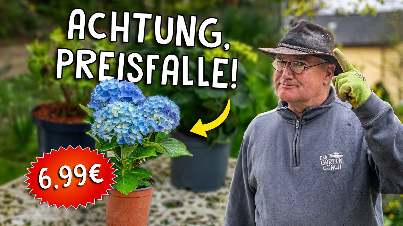 Augen auf beim Pflanzenkauf! 👀 - So erkennst du hochwertige Pflanzen