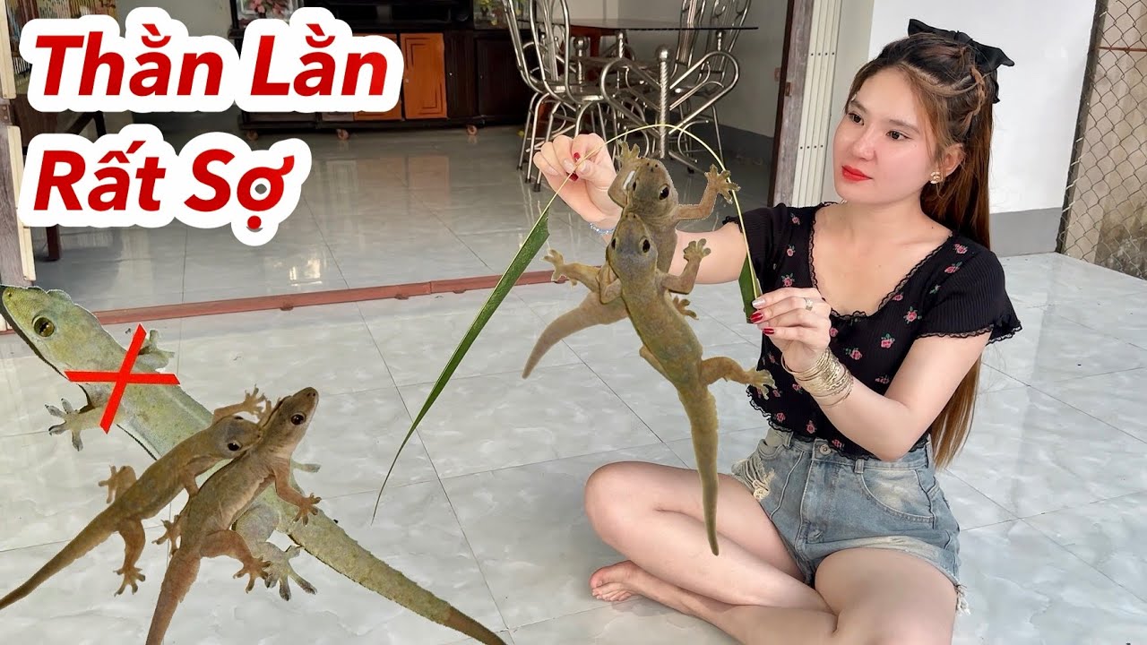 Thằn Lằn, Thạch Sùng Rất Sợ Thứ Này, Cách Bắt Sạch Thằn Lằn Trong Nhà Siêu Nhanh