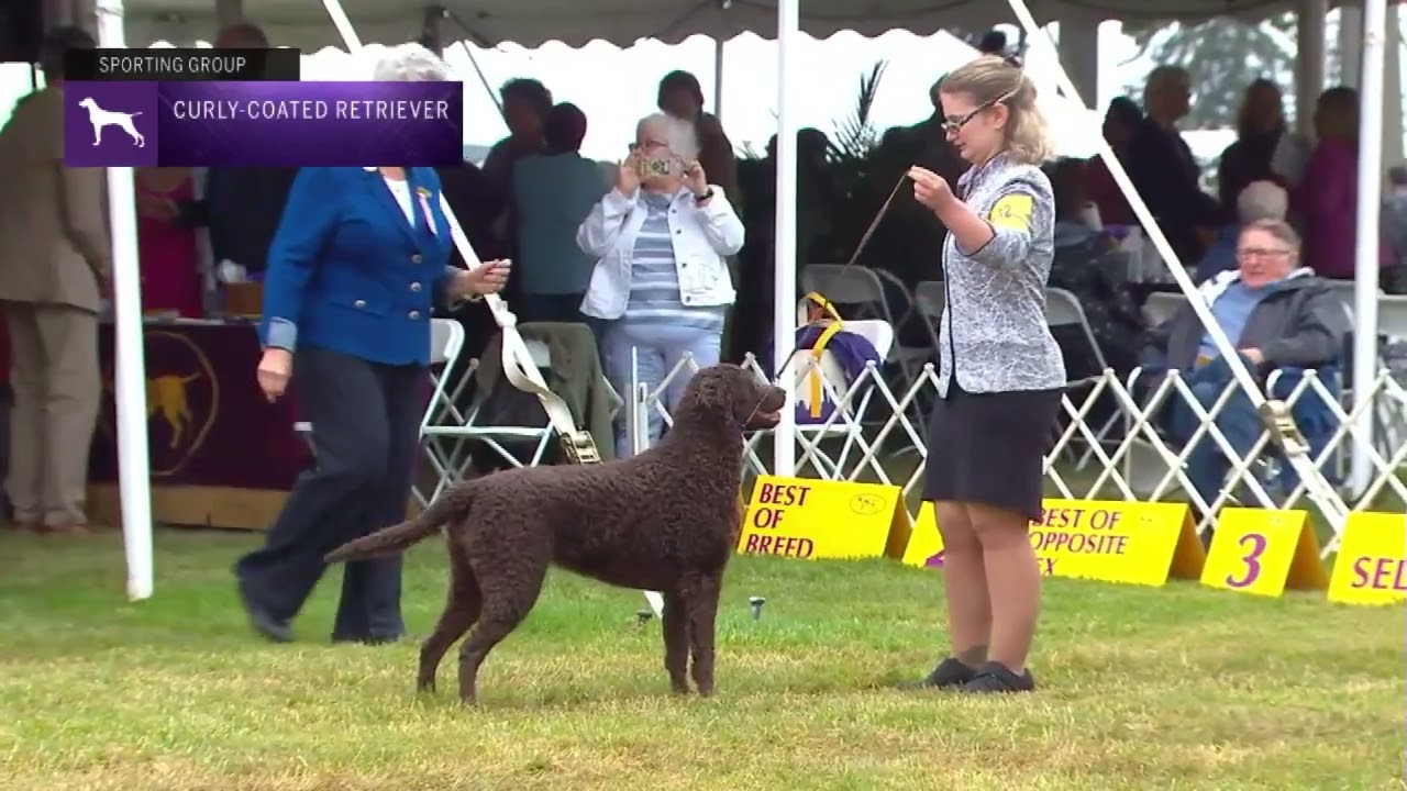 Retrievers (Curly-Coated) | Breed Judging 2022