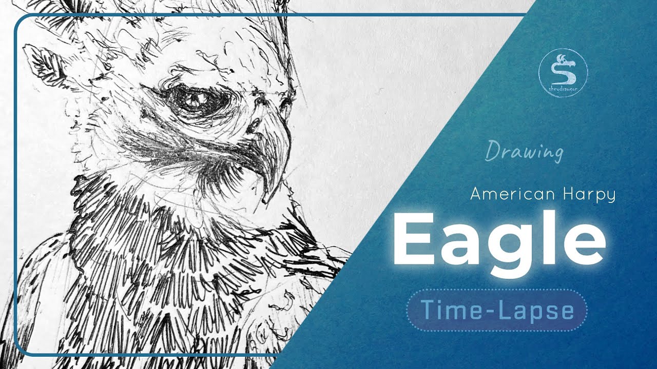 Harpy Eagle Drawing | Relaxing Animal Sketch Time-Lapse