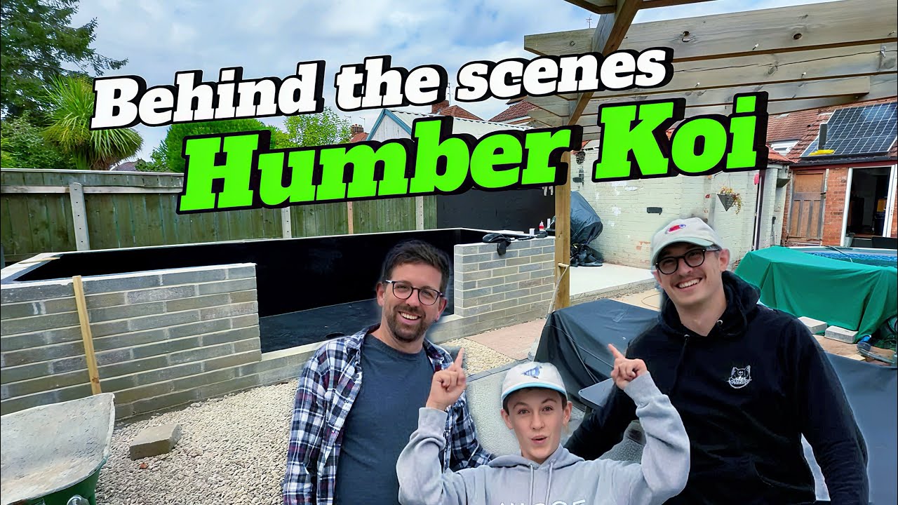 За прудом: день в Humber Koi!