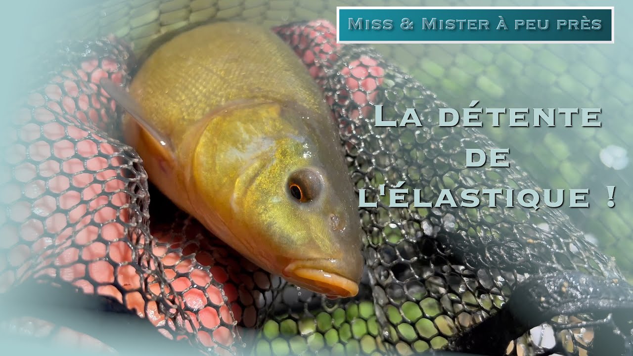 CARPES ET TANCHES AU COUP à La LONGUE CANNE, étang du Nizy, Val d'oingt (69)