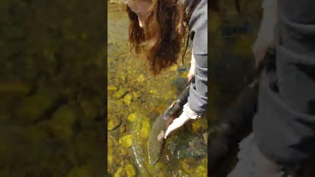 B-Run Beat up Steelhead