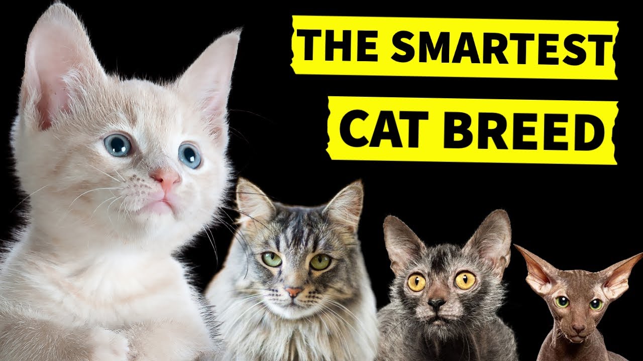 The Smartest Cat Breeds Alive || How Smart Is Your Cat?