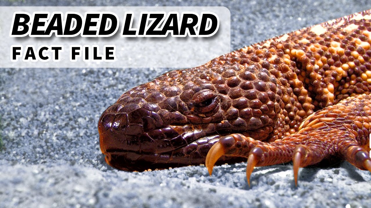 (Mexican) Beaded Lizard Facts: VENOMOUS LIZARDS 🦎 Animal Fact Files