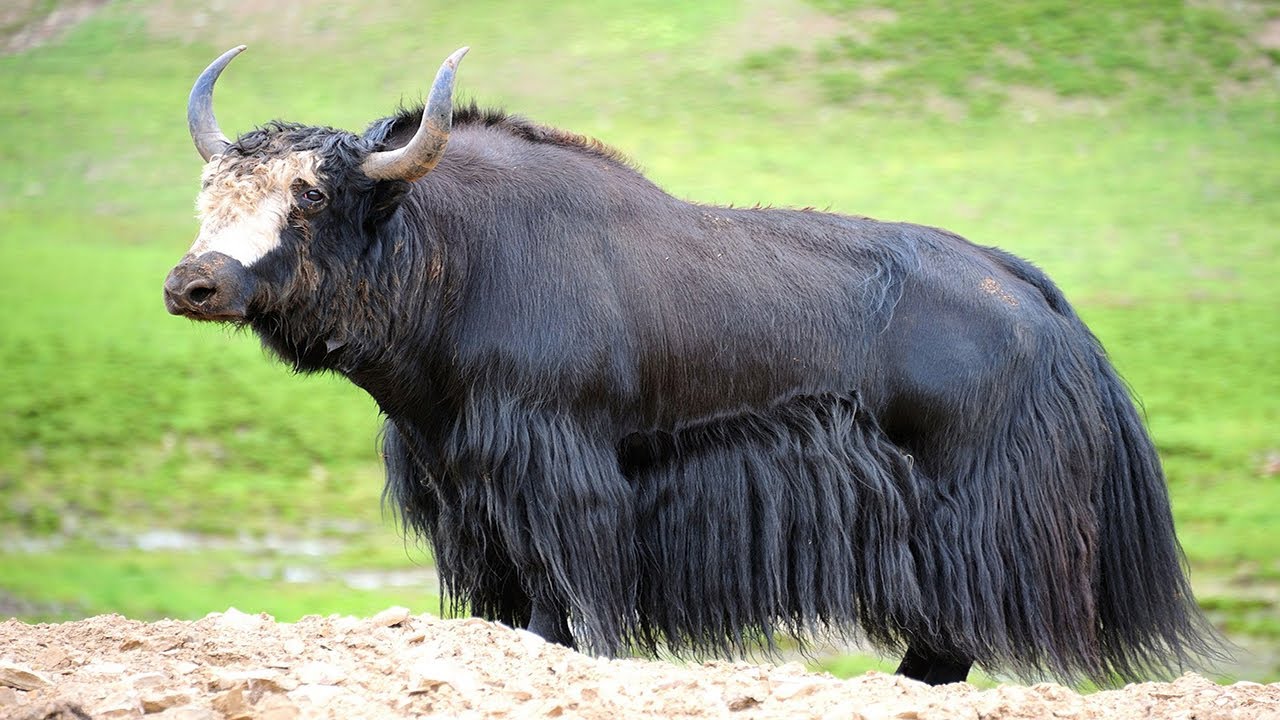 10 Most Beautiful Endangered Animals on Planet Earth - Extinct Animal