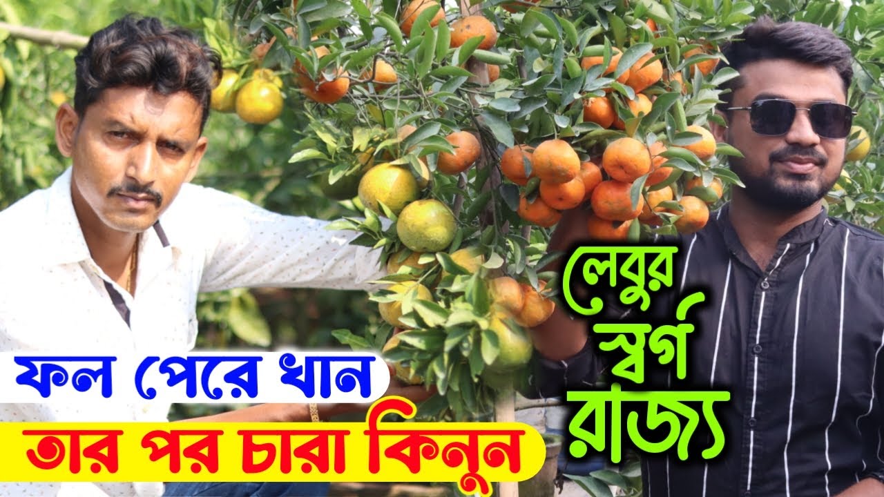 ফল পেরে খান তার পর চারা কিনুন  || বৈদ্য নার্সারি আর লেবুর স্বর্গ রাজ্য ||