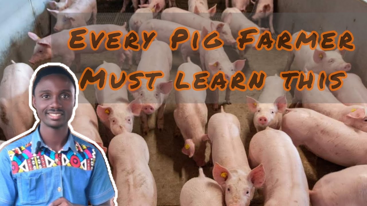 5 things you must know as a Pig farmer. successfull pig farming tips