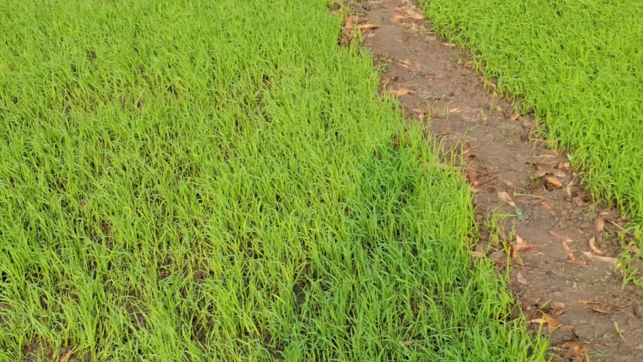 ধানের চারা সুস্থ রাখতে করণীয়