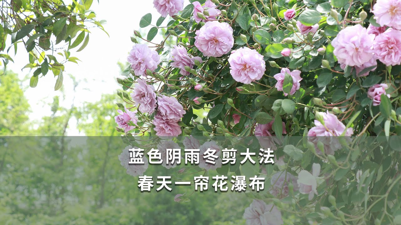 【海媽園藝課堂21】藍色陰雨冬剪大法，春天一簾花瀑布|How to Prune Climbing Rose Like Rainy Blue Rose in Winter