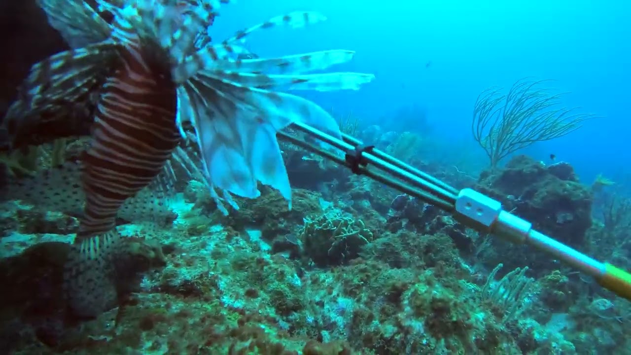 Hunting Lionfish at Urirama