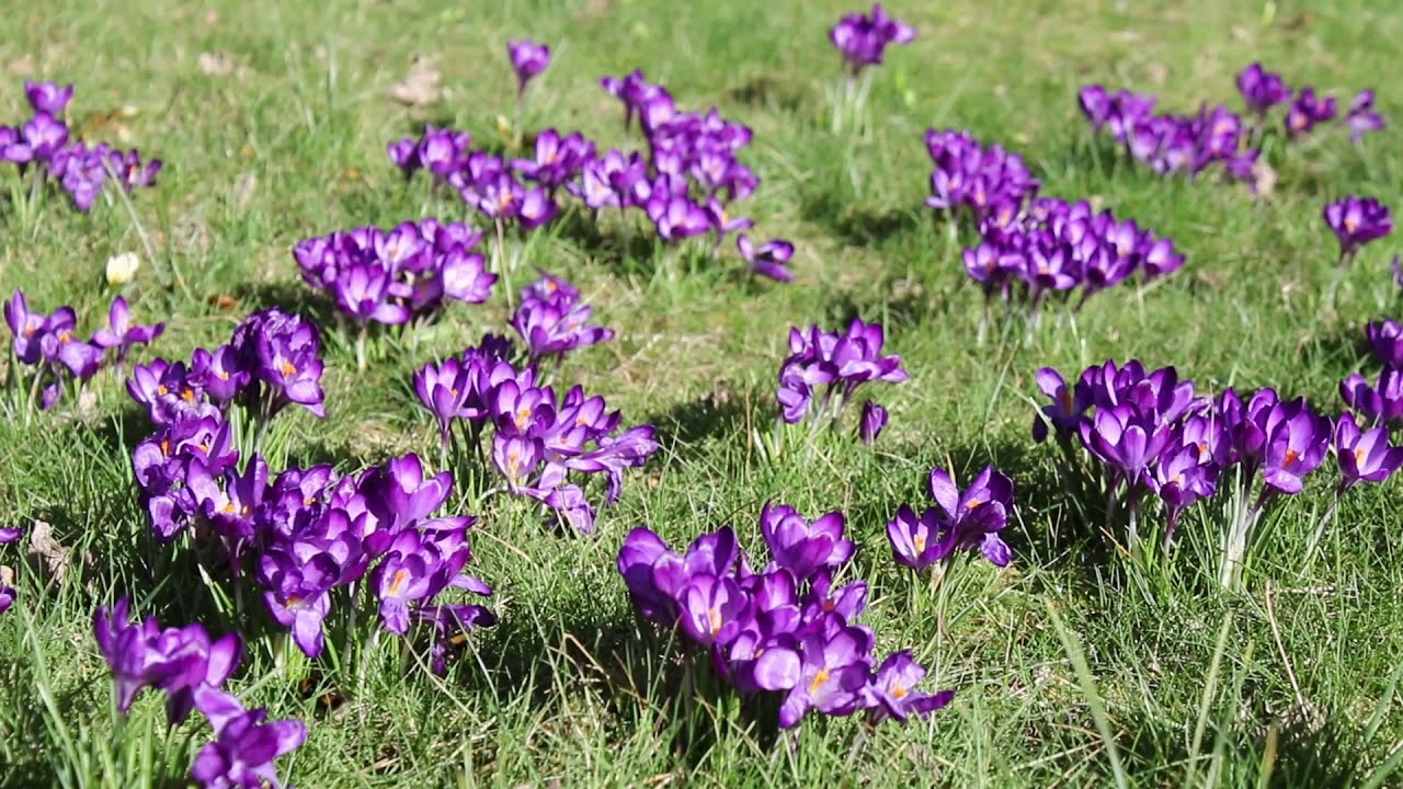 1 minuut natuur: krokussen - crocusses - Krokus