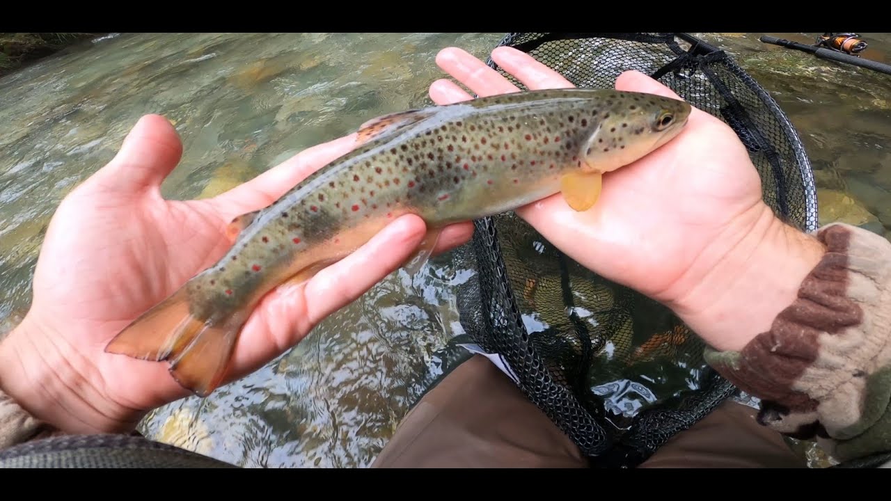 Pêche de la truite en toc nymphe en petite rivière