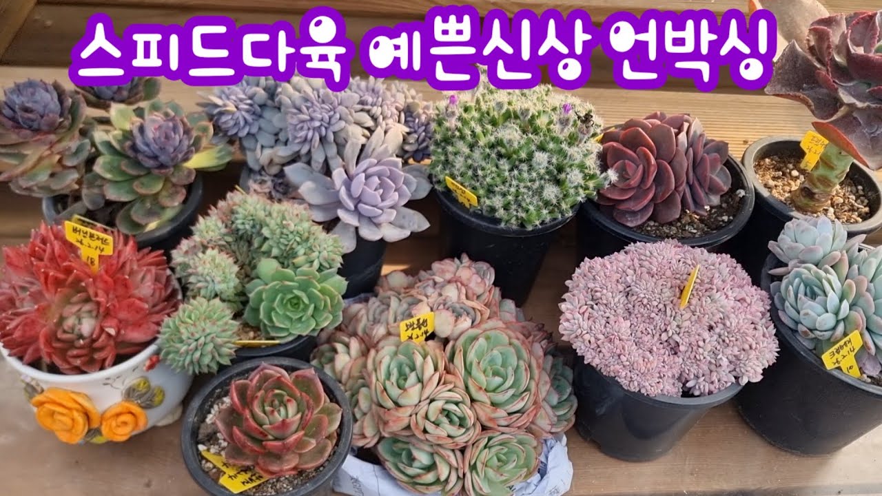 26.2.16 🌹#스피드다육에서 온 예쁜신상들 언박싱~ #블랫블루아나금철화 #노랑풍선다육 워너비 #데비철화 버닝블러드 너무 예뻐요🌹 스피드다육 010-5248-5955