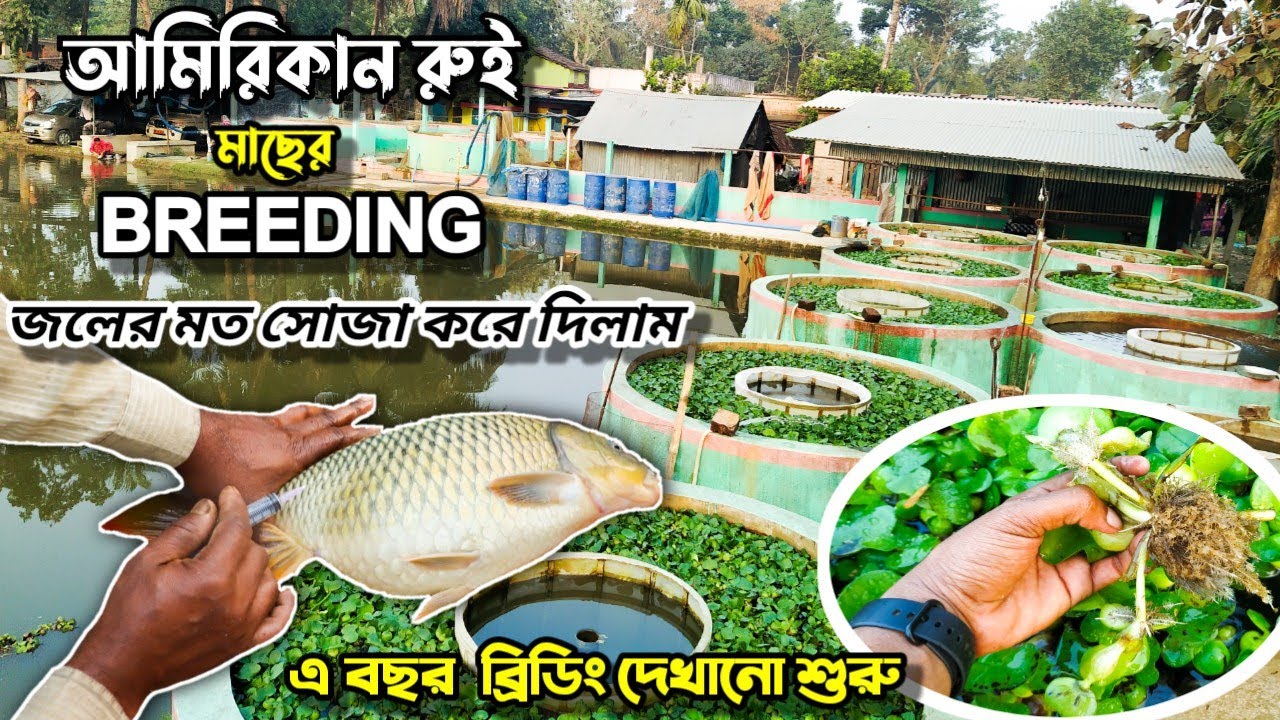 হ্যাচারি মালিক একেবারে খোলামেলা // বাটি আকারে মছের ডিম পোনা পাবেন 🐬