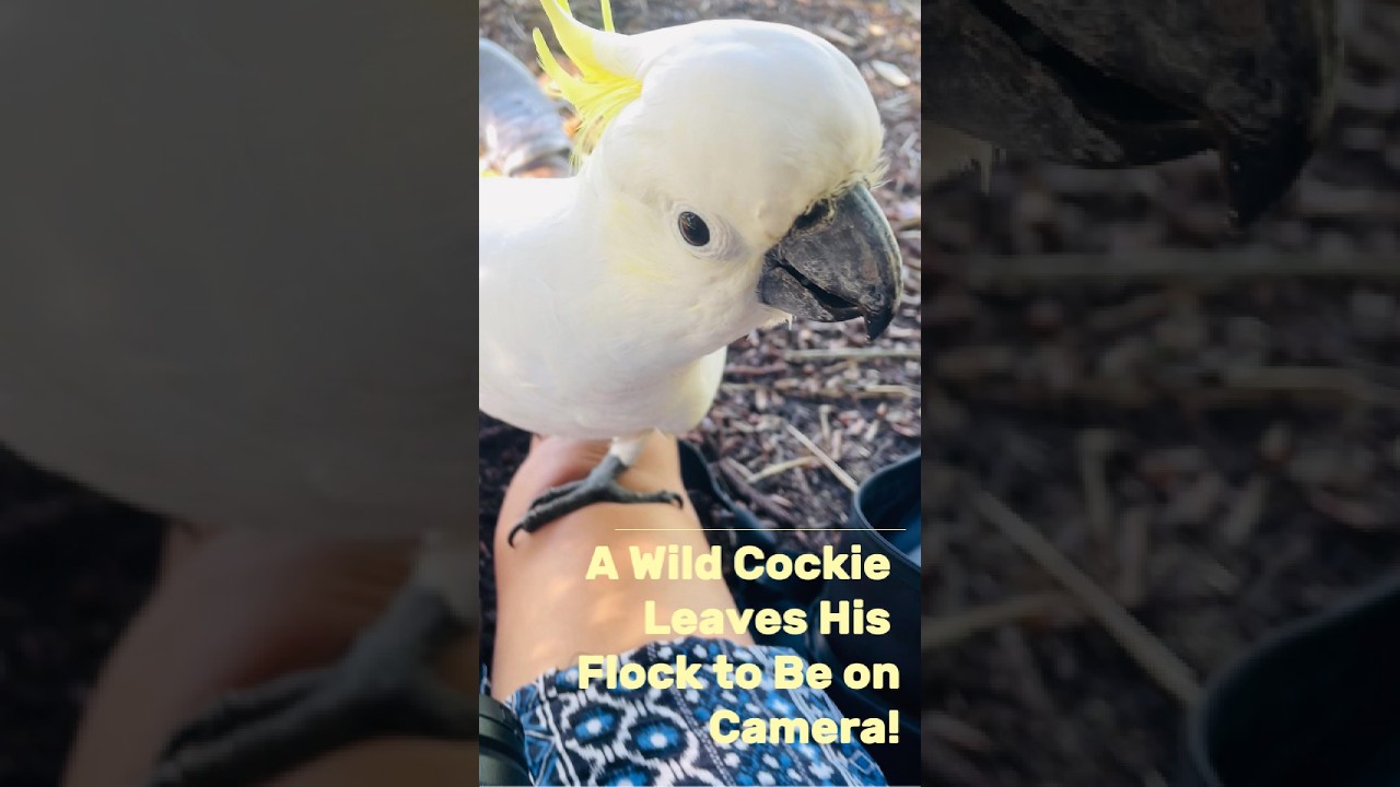 A Wild Cockie Leaves His Flock to Be on Camera!