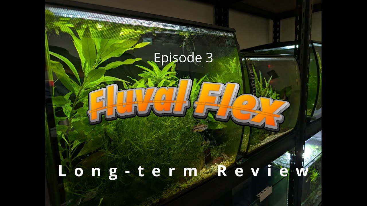 Аквариум Fluval Flex — долгосрочный обзор