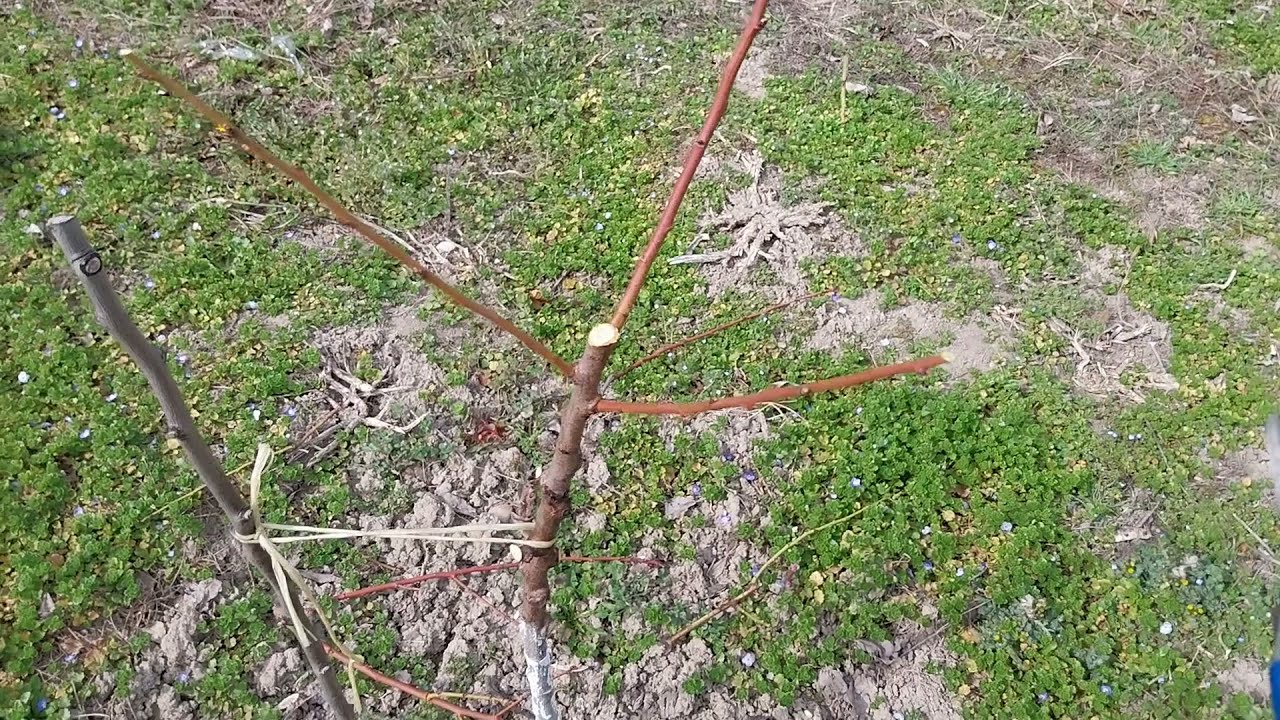 Резитба на едногодишни и двугодишни овошки