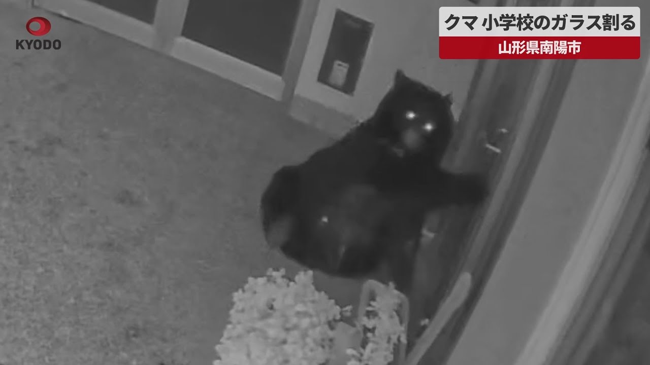 【速報】クマ、小学校のガラス割る   山形県南陽市