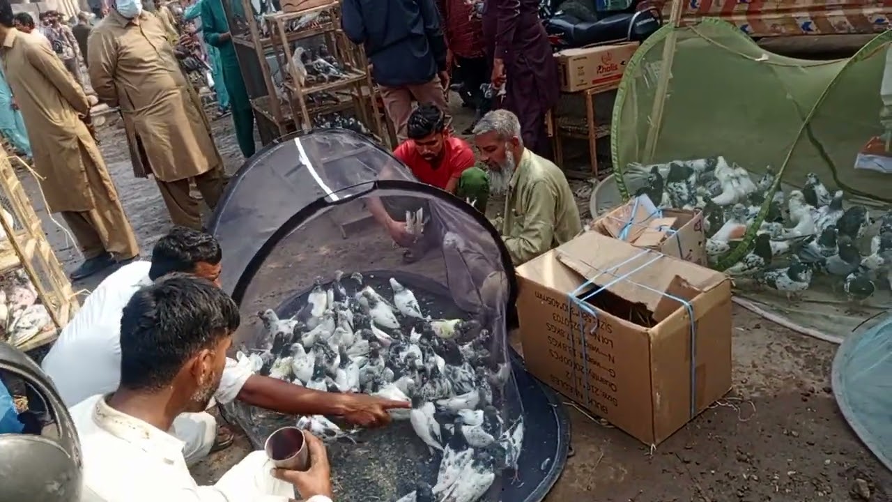 رمضان کا تیسرا اتوار اور پرندے کمال کے ائے ہیں ایسی ایسی کوالٹی والی چیزیں