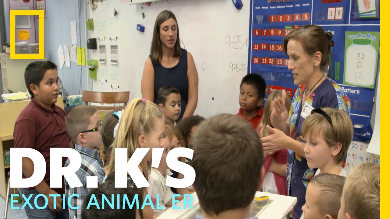 Dr. K Goes to School | Dr. K's Exotic Animal ER