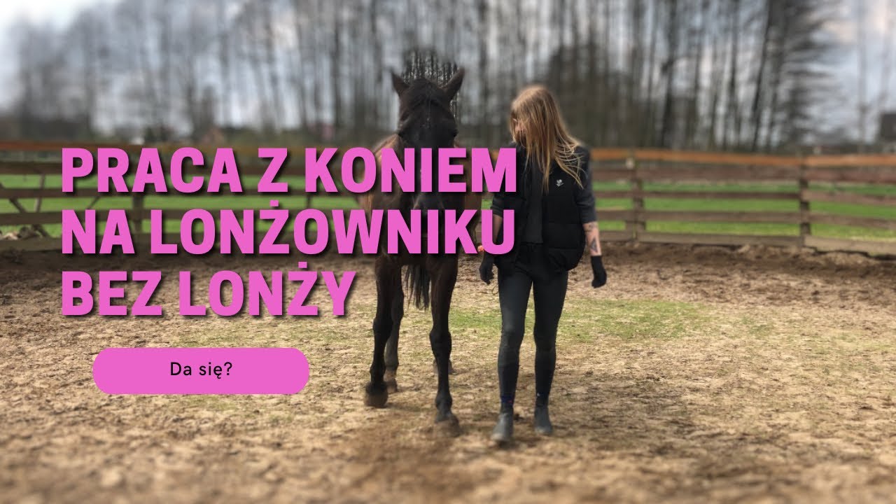 Praca z koniem na lonżowniku bez lonży Stajnia PASJA Zębowo