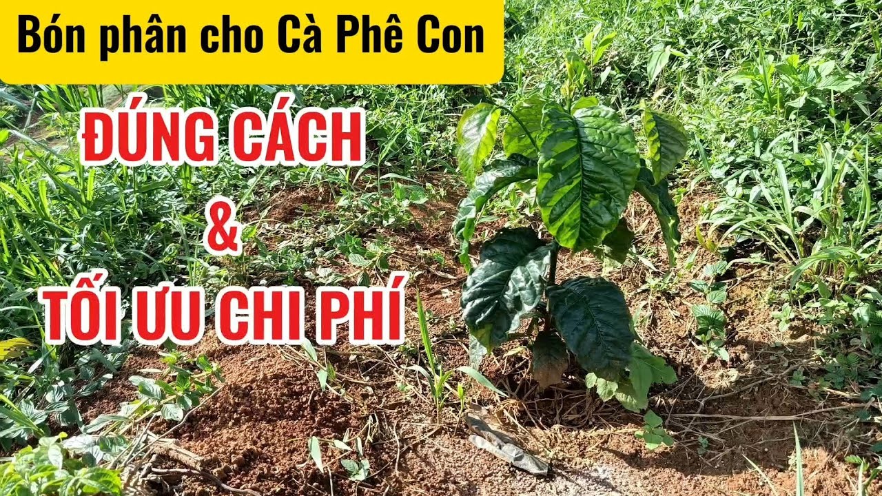 Bón phân Cà Phê Con Đúng Cách và Tối Ưu Chi Phí 