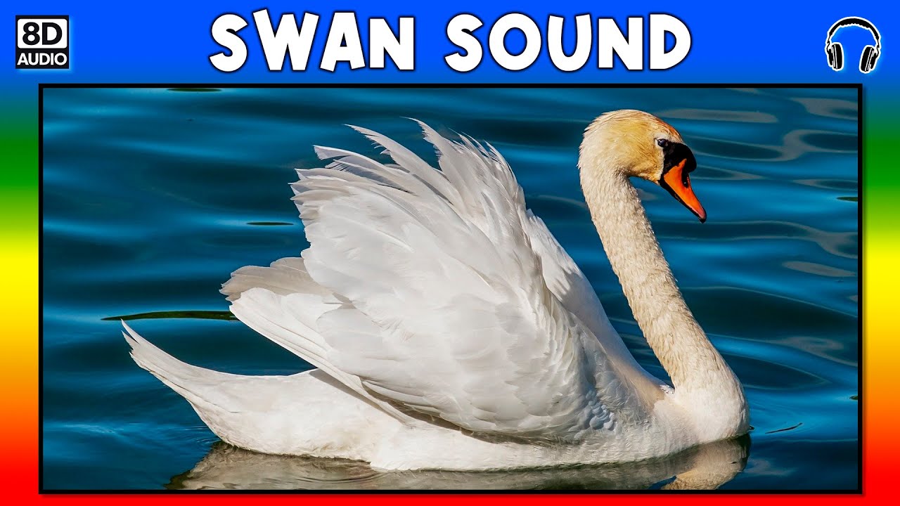 🦢 SWAN SOUND - SWAN SOUND EFFECT - SOUND OF SWAN - NOISE OF SWAN