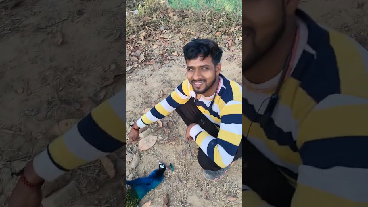 मोर राष्ट्रीय पक्षी को करंट मार दिया था iska antim sanskar ham log kar rahe hain