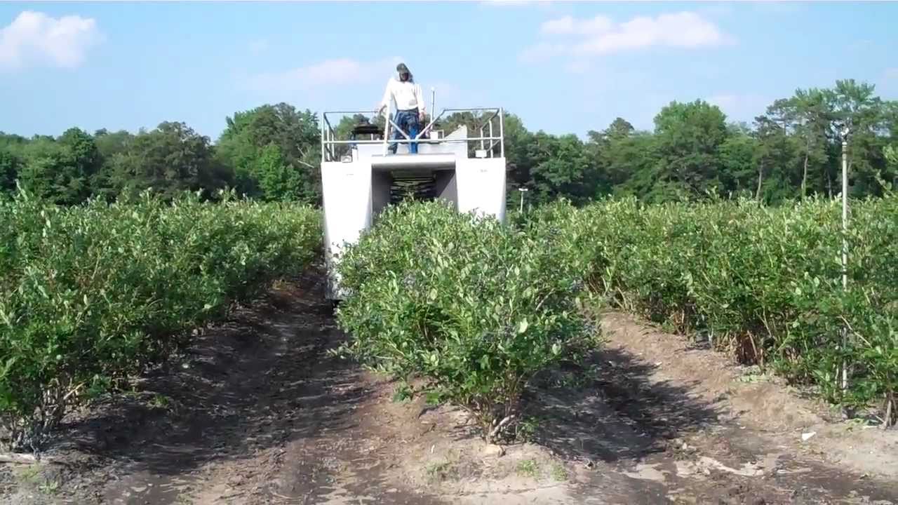 DiMeo Family Picking NJ Blueberries in Season - DiMeo Blueberry Farms & Blueberry Plants Nursery