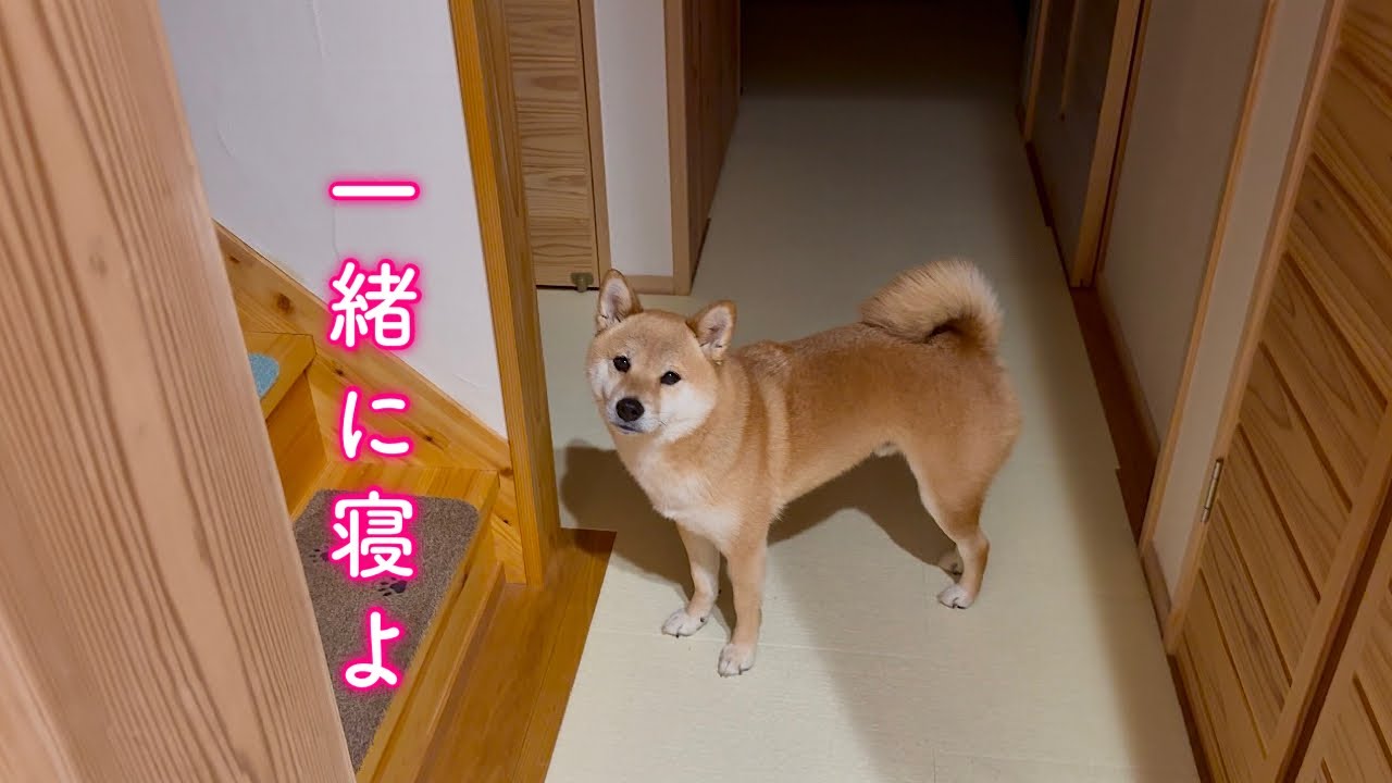 眠いのにママの様子が気になってお風呂場まで確認しにきてくれる彼氏みたいな柴犬が可愛い
