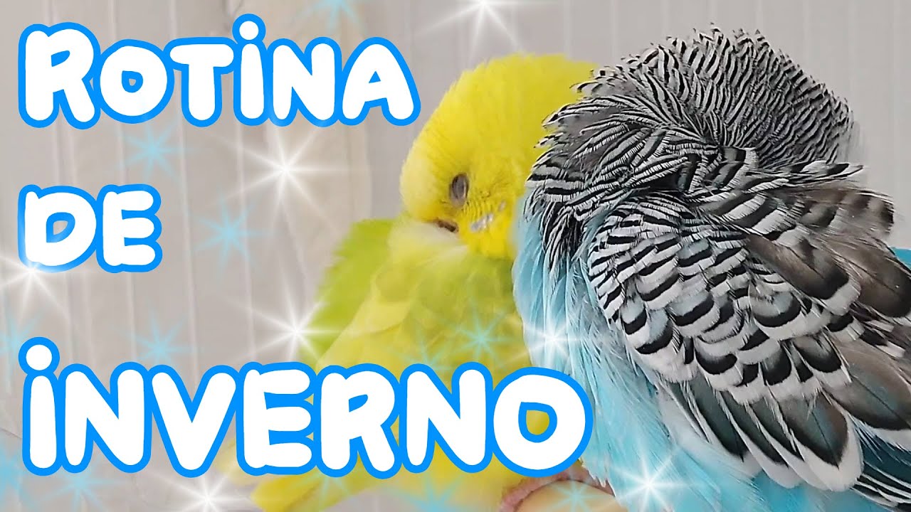 ROTINA DE INVERNO - Periquitos Australianos | Batatube