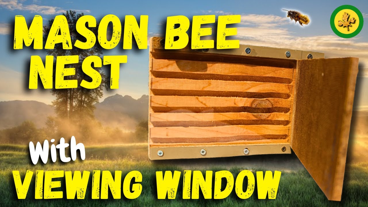 How to Build a MASON BEE VIEWING WINDOW