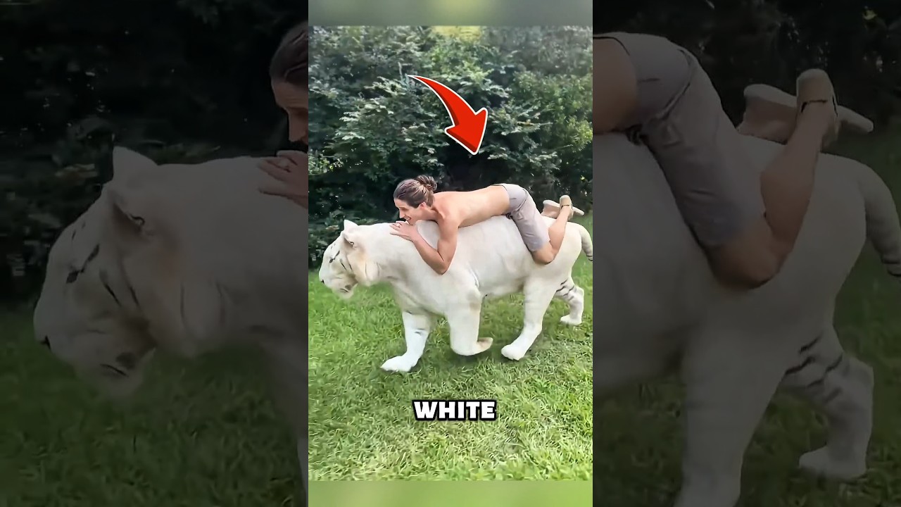 A Park Ranger Rescued a White Tiger Cub and Raised It with Love #animals #love #shorts