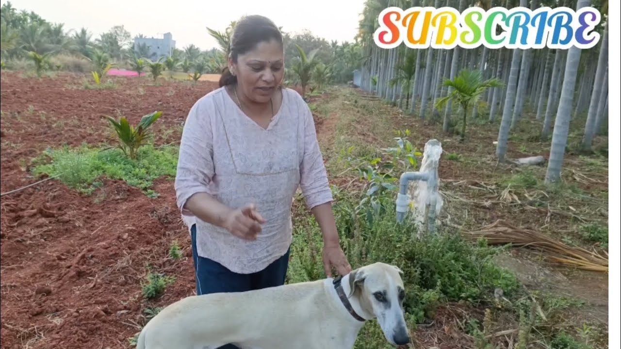 ನಾನು ನನ್ನ ಆರಾಧ್ಯಳ ಹಳ್ಳಿಯ ಬೆಳಗ್ಗಿನ ಜಾವದ ವಾಕ್|me and aaradya' s funny morning walk @Sai kuteera