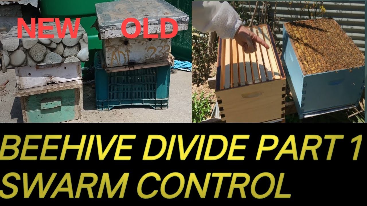 Beehive ka divide kis tarah kara same place pa How to control swarm part 1