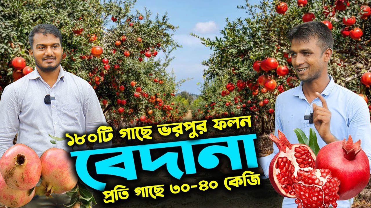 ১৮০ টি গাছেই ভরপুর আনার/বেদানা ধরে আছে বানিজ্যিক বাগানে | উদ্যোক্তার খোঁজে