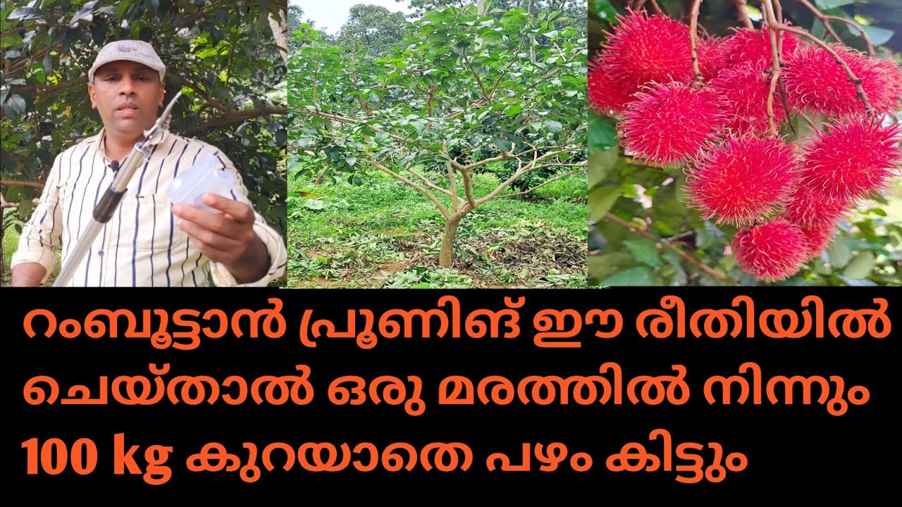 റംബൂട്ടാൻ പ്രൂണിങ് ശരിയായ രീതിയിൽ എങ്ങനെ ചെയ്യാം @kl40moneyfarming