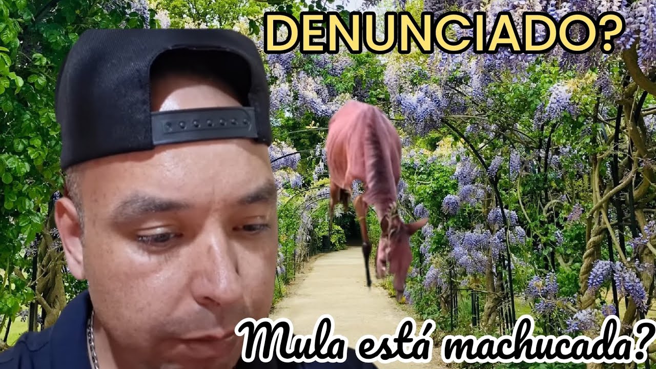 NEGO DO RANCHO/NEGO B&Ecirc;BADO?