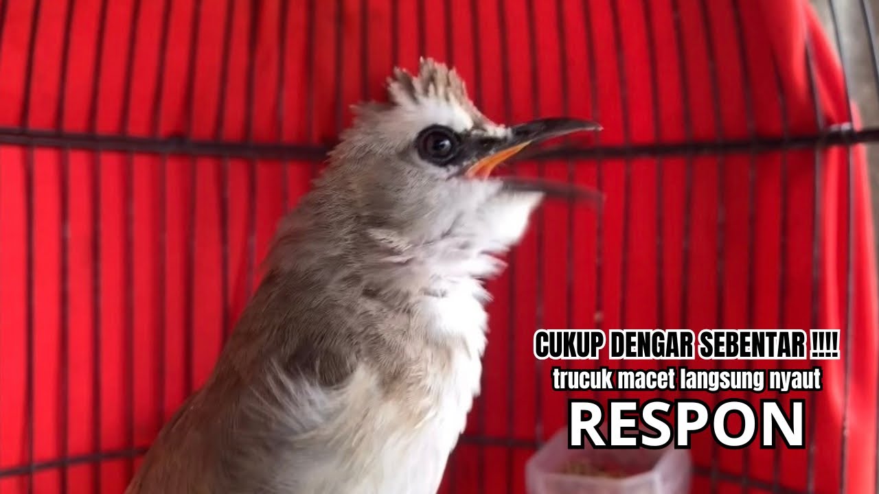 burung trucukan gacor AMPUH NGALAS paling PANDAI BIKIN semua TRUCUK GACOR RAJIN BUNYI