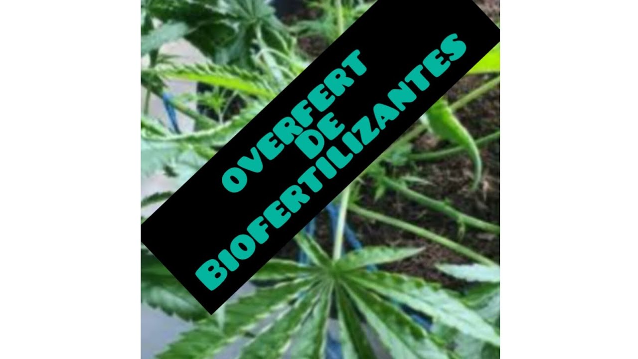 BIOFERTILIZANTES TAMB&Eacute;M CAUSA OVERFERT NA CANNABIS?